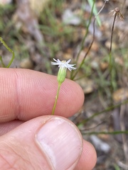 Peripleura diffusa