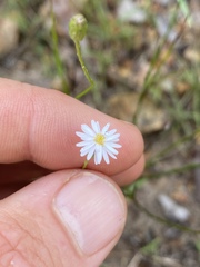 Peripleura diffusa