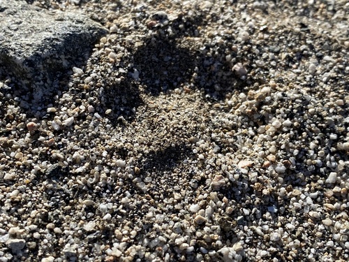 iNaturalist observation photo of Canids