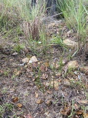 Peripleura diffusa