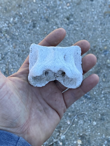 iNaturalist observation photo of Bighorn Sheep