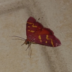 Pyrausta tyralis