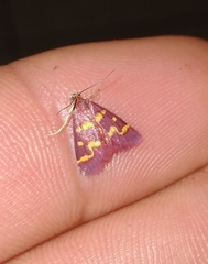 Pyrausta tyralis