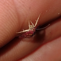 Pyrausta tyralis