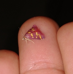 Pyrausta tyralis