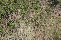 Verbena litoralis litoralis