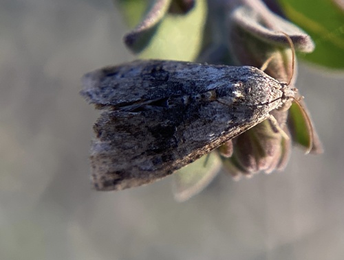 iNaturalist observation photo of Butterflies and Moths