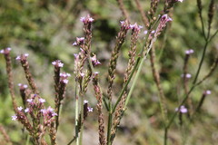 Verbena litoralis litoralis
