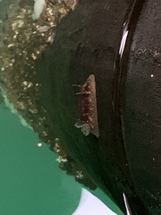 Onchidoris bilamellata