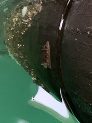 Onchidoris bilamellata