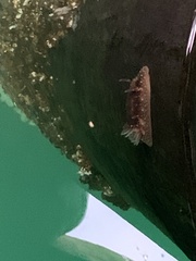 Onchidoris bilamellata