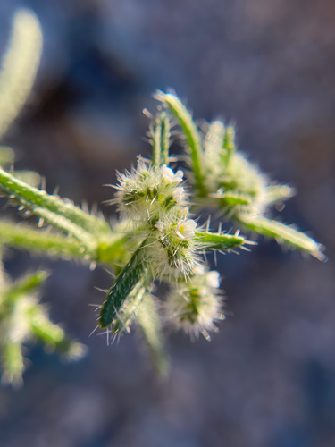 iNaturalist observation photo of Guadalupe cryptantha