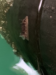 Onchidoris bilamellata