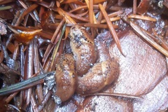 Prophysaon foliolatum