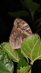 Opsiphanes invirae