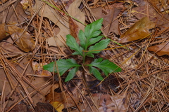 Sceptridium biternatum image
