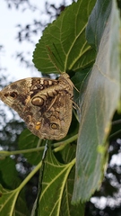 Opsiphanes invirae