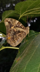 Opsiphanes invirae