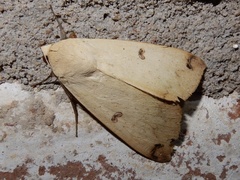 Ophiusa disjungens