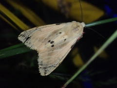 Spilarctia seriatopunctata