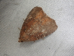 Amyna stellata