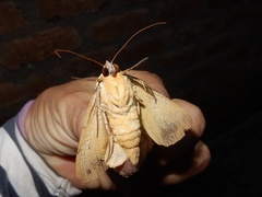 Ophiusa disjungens