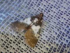 Termioptycha margarita
