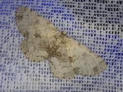 Microcalicha sordida