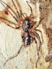 Battalus adamparsonsi