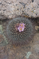 Echinofossulocactus ochoterenaus