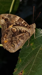 Opsiphanes invirae