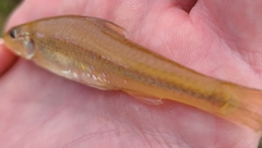 Notropis amplamala