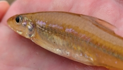 Notropis amplamala