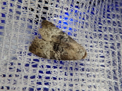 Bryophilina mollicula
