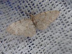 Myrioblephara nanaria