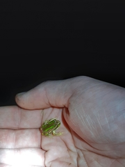 Gastrotheca riobambae