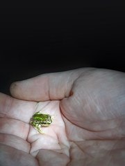 Gastrotheca riobambae