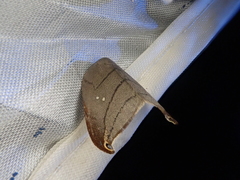 Pseudalbara parvula