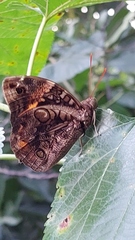 Opsiphanes invirae