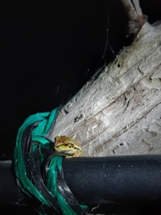 Gastrotheca riobambae