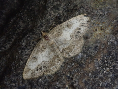 Phanerothyris sinearia