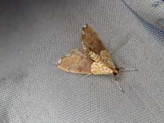 Agrotera nemoralis