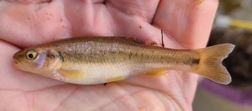 Dixie Chub