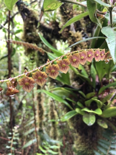 Stelis superbiens, photograph 6