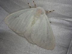 Arctornis kumatai