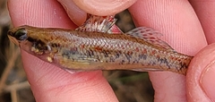 Etheostoma edwini