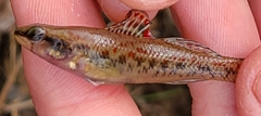Etheostoma edwini