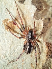 Battalus adamparsonsi