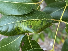 Phyllocnistis meliacella