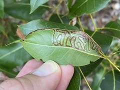 Phyllocnistis meliacella